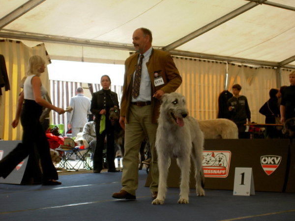 Irish Wolfhound Gelert Spirits Chui mit Exc1 bei der Woorld Dog Show 2012 in Salzburg