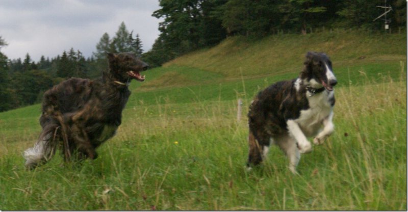 Dark-brindled borzoi-puppies expected in may 2015 from very healthy and beautyfull parents!