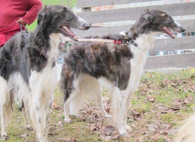 waiting for borzoi-puppies