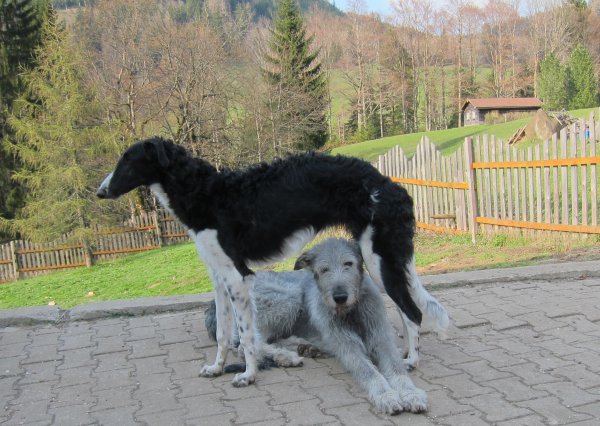 Best friends Borzoi and Irish Wolfhound