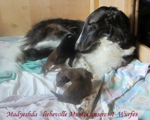 Barsoi-Mutter mit Welpen. Borzoi-Mummy with Borzoi-Puppies