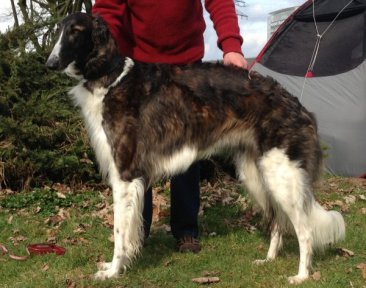 Mutter des F-Wurfes: Borzoi-puppies expected from Gelert Spirit's in may 2015