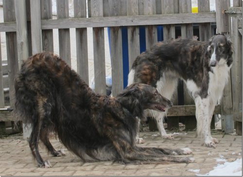 dark-brindled borzoi-parents - puppies in summer 2015