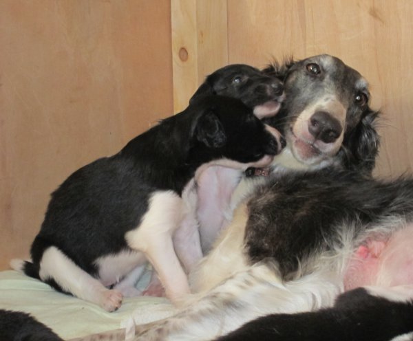 Borzoi puppies with Mum