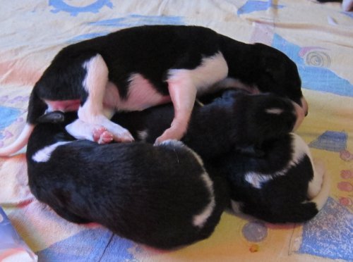 Borzoi-puppies, sleeping