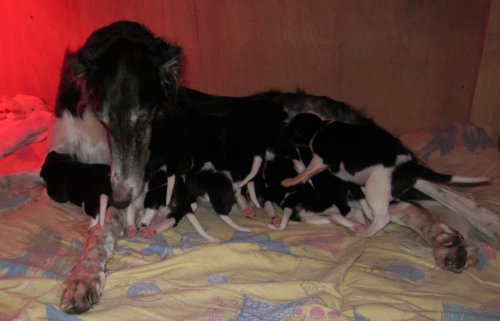 Borzoimother with her litter
