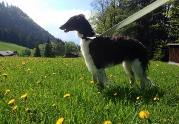 Barsoi-Hündin in Berchtesgaden Mai 2015 am 52. Tag der Trächtigkeit