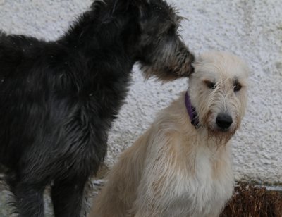 Wolfhound-Puppies in April 2016 - white and grey.