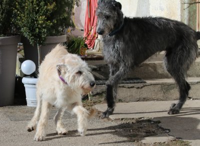 Wir erwarten Riesenbabys - Irish-Wolfhound-Zucht im DWZRV