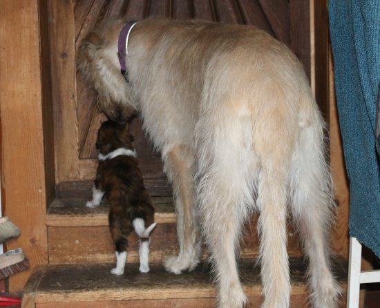 Barsoiwelpe mit Irish Wolfhound