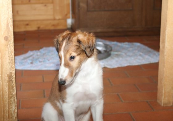 Borzoi-puppy Gelert Spirit's Galina