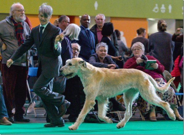 Crufts 2017 - Best Veteran Irish Wolfhound males: Gelert Spirit's Bandit