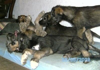 IW-puppies, spielende Welpen der Rasse Irish Wolfhound