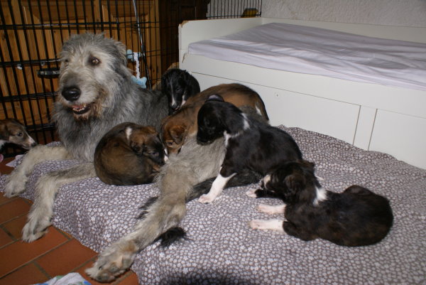 Barsoi-Welpen mit großer Irish-Wolfhound-Freundin