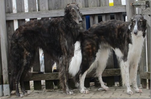 Beautyful Borzoi-puppies expected in May 2015 - available in August 2015