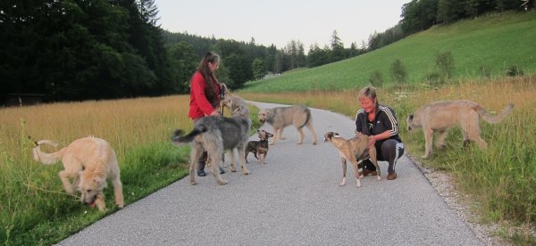 Wolfhounds mit Freunden