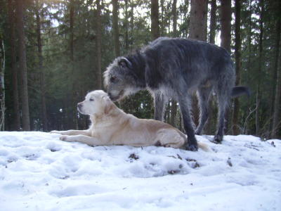 Irisch Wolfhound und Golden Retriever; zwei Tierschutz-Hunde - Zuhause gesucht und gefunden