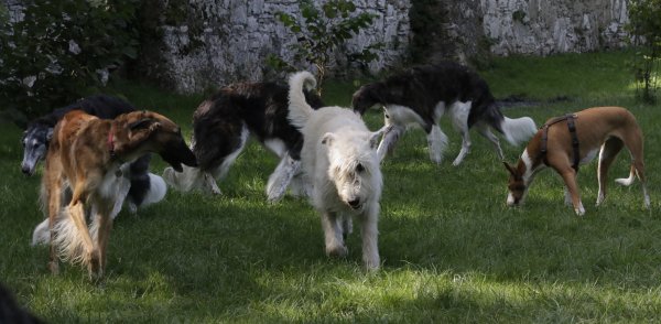 spielende Windhunde: Barsoi, Wolfshund und Podenco