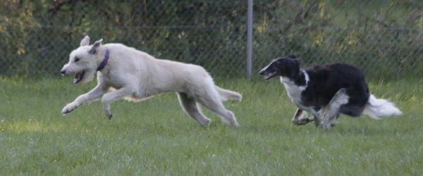 Irish Wolfhound mit Barsoi - Windhundrennen
