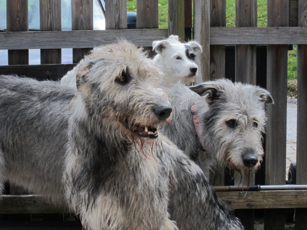 Irish Wolfhounds und Parson Jack Russel