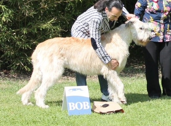 Rassebester Irish Wolfhound bei der Show in Padenghe 2013 Gelert Spirit's Bandit