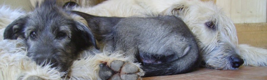Irisch-Wolfshund-Welpe abzugeben - irish-wolfhound-puppy available