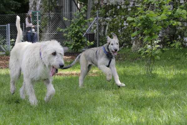 Irish Wolfhound Welpe Hektor spielt mit Tante Corazon Fiori Chiari