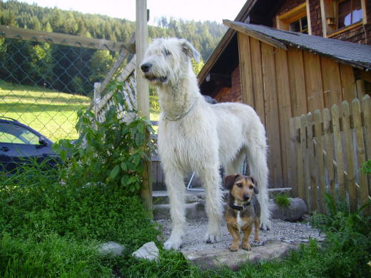 Irish Wolfhound und Bayrisch Jack-Dackel