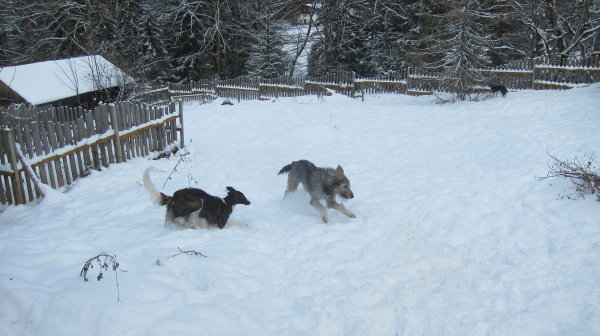 Gute Freunde Barsoi und Irish Wolfhound