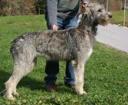 Irish Wolfhound Gelert Spirit's Big Surprise
