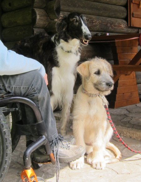 Irish Wolfhound-Welpe und Barsoi auf dem Hundeplatz