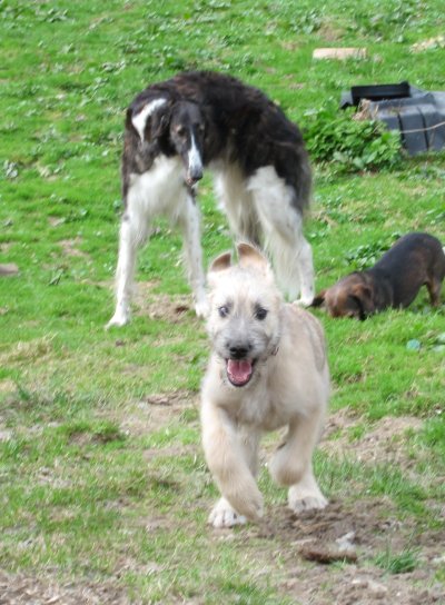Barsoi Junghündin mit Wolfhound-Welpe