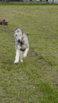 Irische Wolfshunde sind Windhunde und benötigen Platz zum Laufen